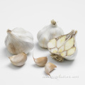 Garlic Farm Supply White Garlic Price